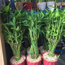 Lucky Bamboo In Ceramic Pot. SPECIAL PRICE !🤩