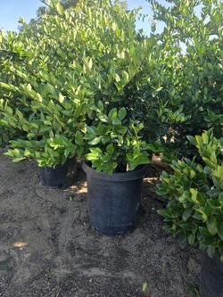 Ligustrum Japonic 15 Gallon