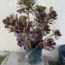 Aeonium Plant