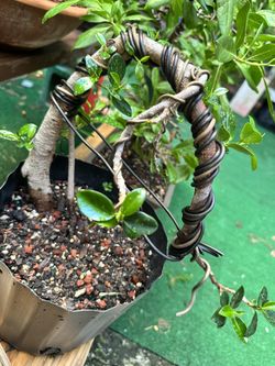 Ficus Bonsai Trained For Cascade