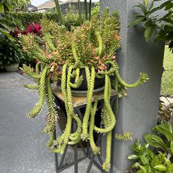Mother’s Day Gift, Healthy Succulent  $650