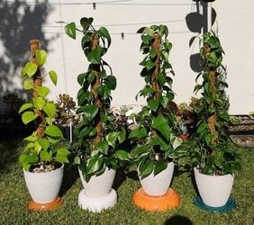 Lush Trailing High Variegation Neon Pothos Money plant/ indoor plant/ house plant flower patio garden