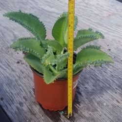 Mother Of Thousands Plant,  Live 