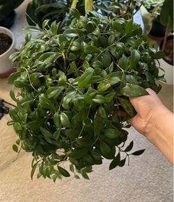 Hoya