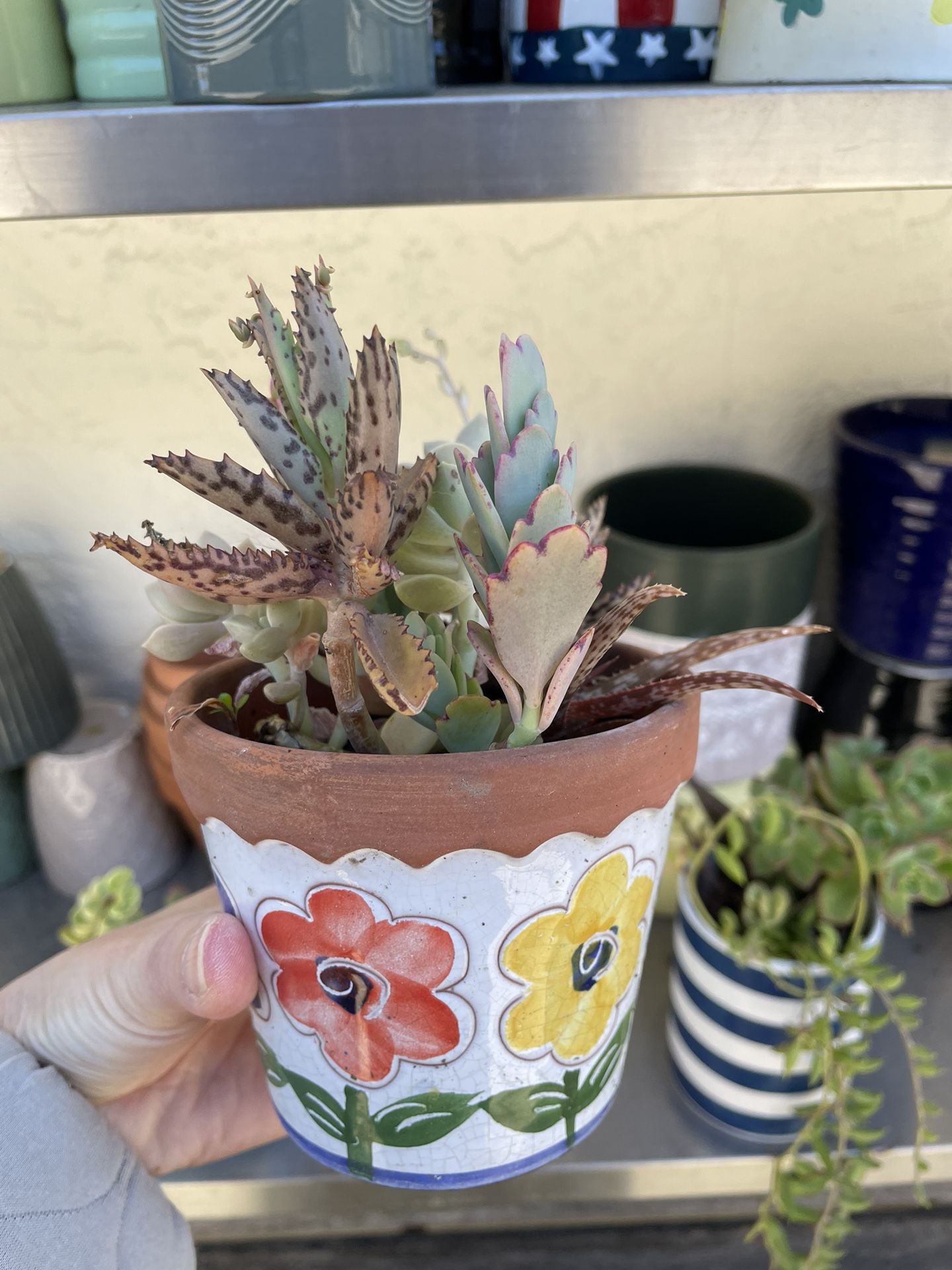 4in Pot Terra Cotta Succulents Plant