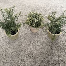 Faux Plants - Set Of 3 