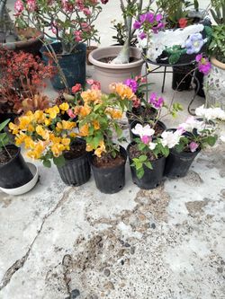 Plantas Boganvilias 