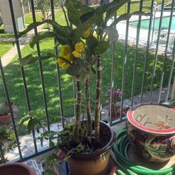 Plant