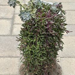 Succulent Plants 