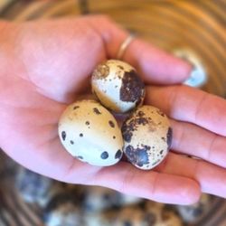 Organic Jumbo Jmf browns, Myshire farms whites, and Texas a&m Quail Eggs