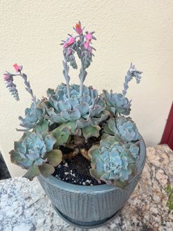 Large Ruffled Echeveria Succulent in Textured Blue-Gray Ceramic Planter