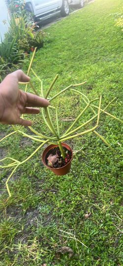 Stick Live Plant