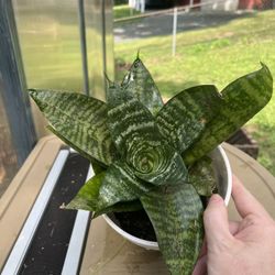 Sansevieria Plant 4