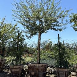 Mesquite Tree 36”Box 