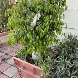 Plant For Sale
