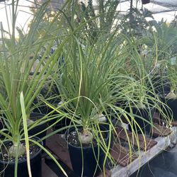 Elephant Feet Plant In 2 Gallon Pots $16 Each 