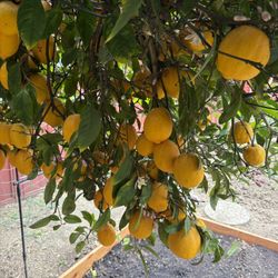 Lemon For Sale 