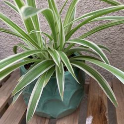 Spider Plant