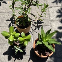 4 healthy succulents in three containers