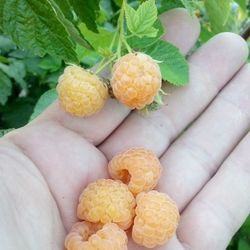 🍇Raspberry Plant (Gold)Frambuesa