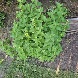 Catnip Plants