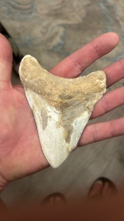 Megalodon teeth