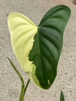 Rare Philodendron Oxapapense variegated.