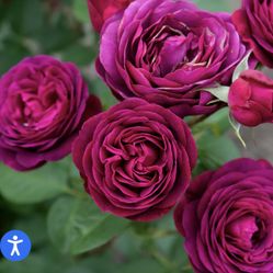 Celestial Night Rose Plant In 1-gallon Pot, Own Root. Pick Up In Millbrae 