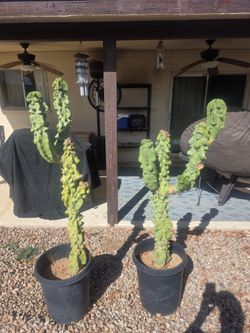Totem Pole Cactus