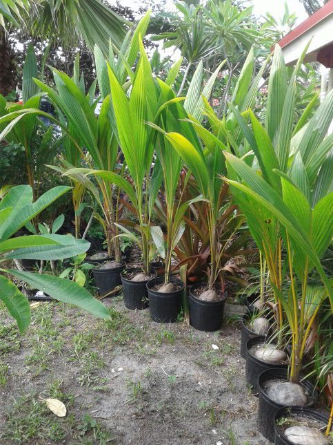 Pawn trees coconut palm 6 foot tall for Sale in Hollywood, FL - OfferUp