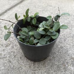 Hoya Mathilde &Mathilde Splash Plant