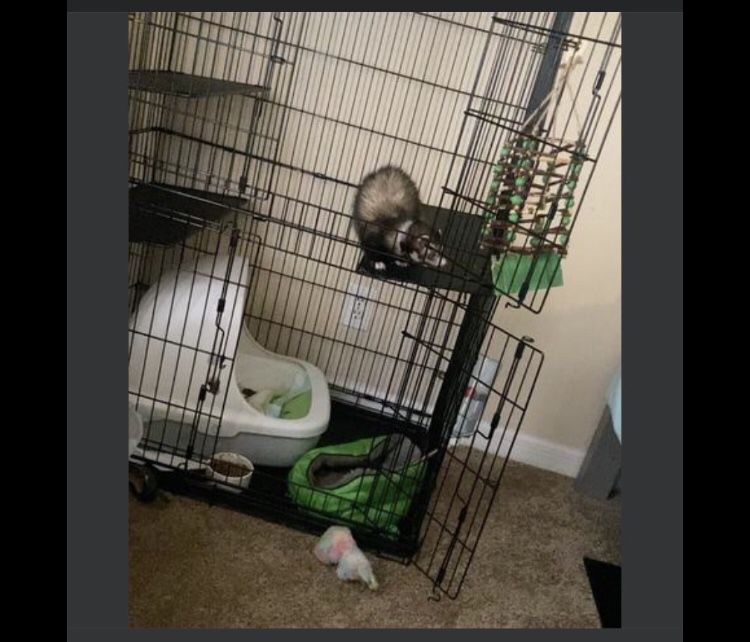 Ferret & Cage And Supplies 