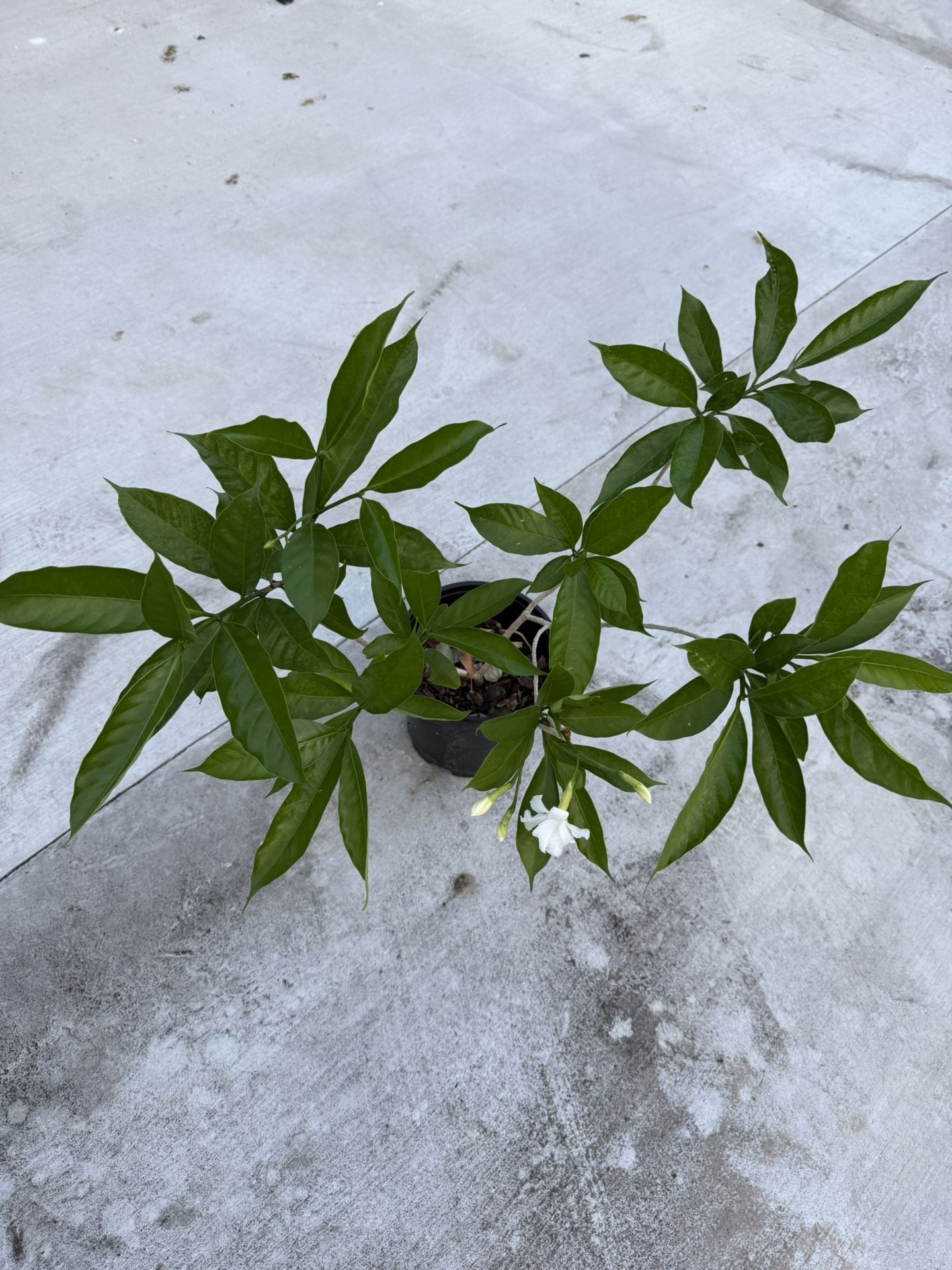 Crape Jasmine (togor Ful) Plant With Flower (2-3 Ft Tall)