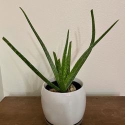 🌱 Aloe Plant – 16” Tall – White Ceramic Pot Included