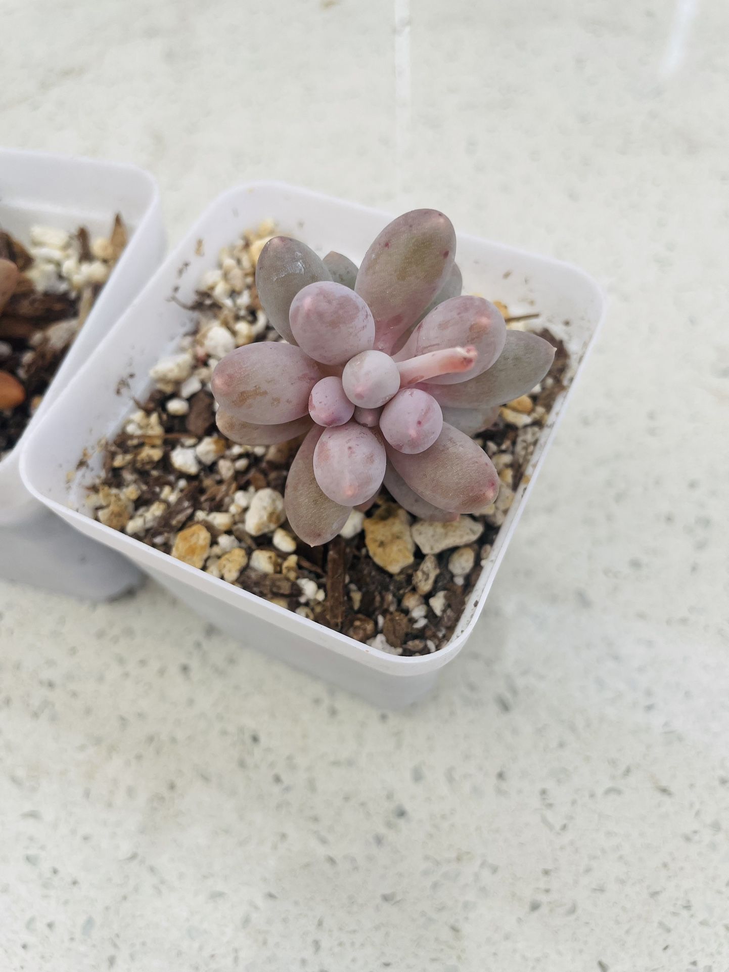 Succulent 
