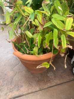 Plant called prayer plant is large