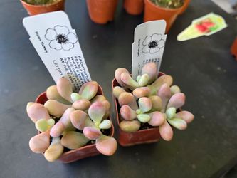 PLANT SALE ALL THIS WEEK MOONSTONE/DESERT ROSE MORE. SAN LORENZO