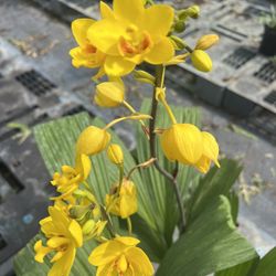 GROUND ORCHIDS Multi-color ( 3 Gallon Pot) Eye Catching 