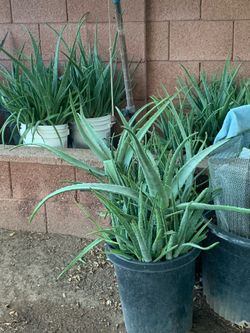 Too Many To Count plants