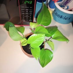Neon Pothos