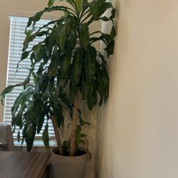 Large Dracaena Corn Plant – 6–7 ft Tall, Healthy Indoor Plant