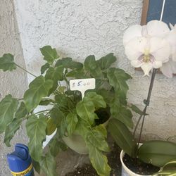 Philodendrons Plant ( House Plant)