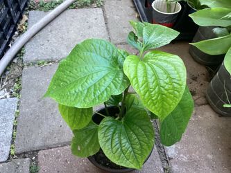 Bettal leaves or pan plant