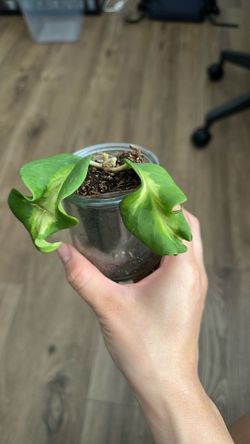 Hoya Pimmenteliana inner variegated