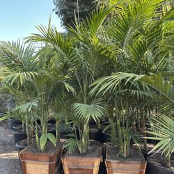 King Palm Trees
