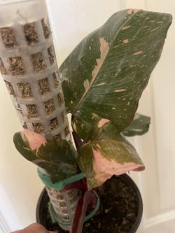 Philodendron “Pink Princess” | Variegated Tropical Plant | On Moss Pole