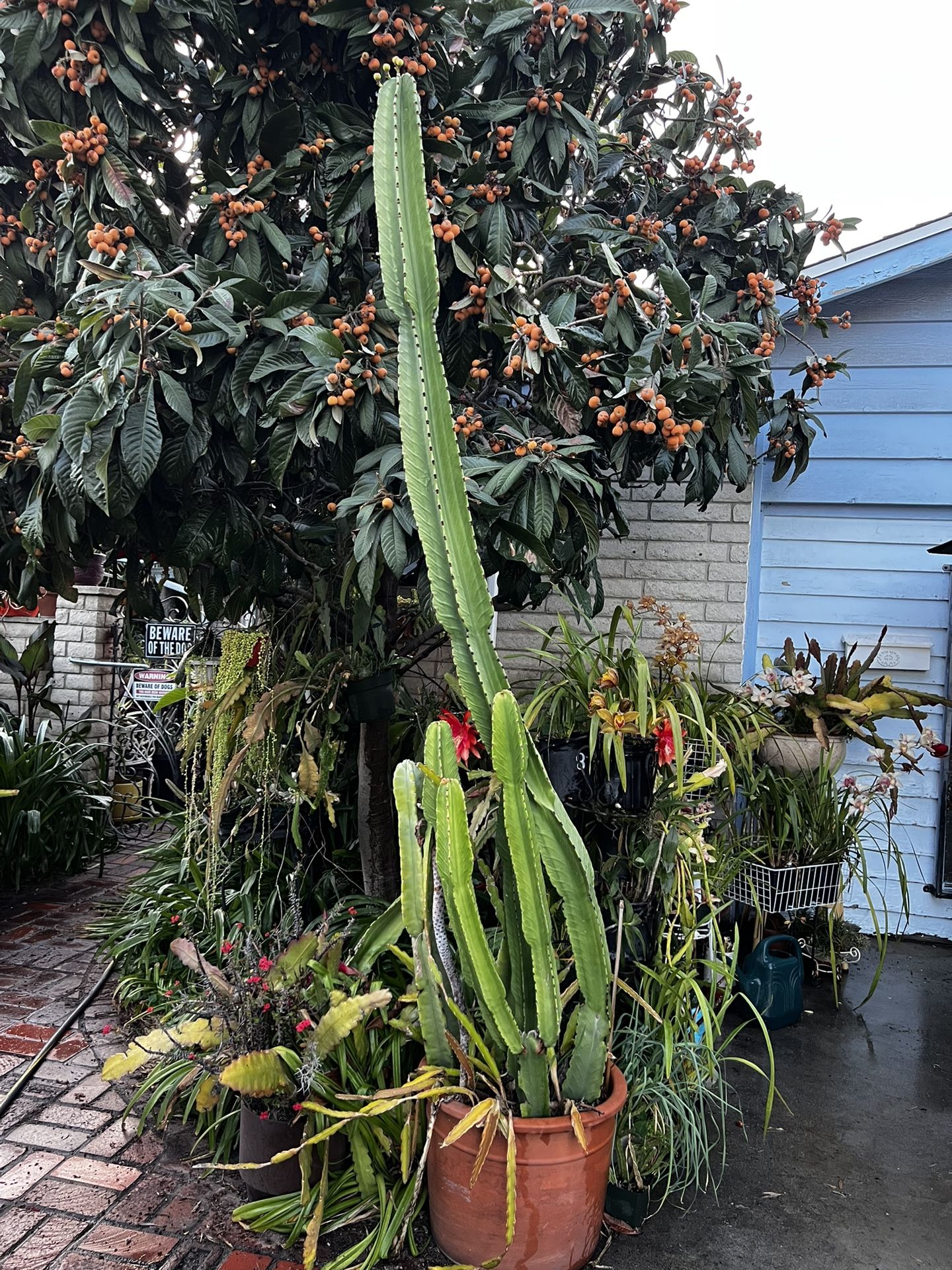 Huge 10’ Candelabra Cactus Plants In Big Terracotta Pot