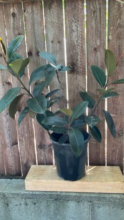 5-Gallon Purple Ficus
