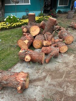 Free logs for firewood - Pine Tree