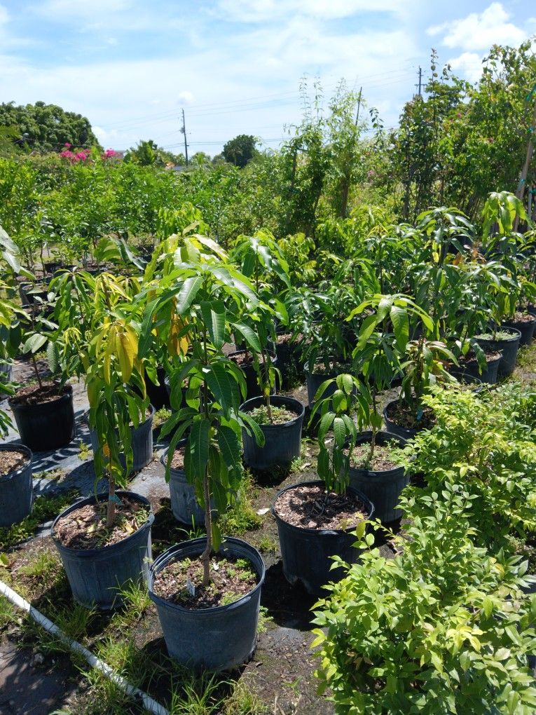 Mango Trees From $50
